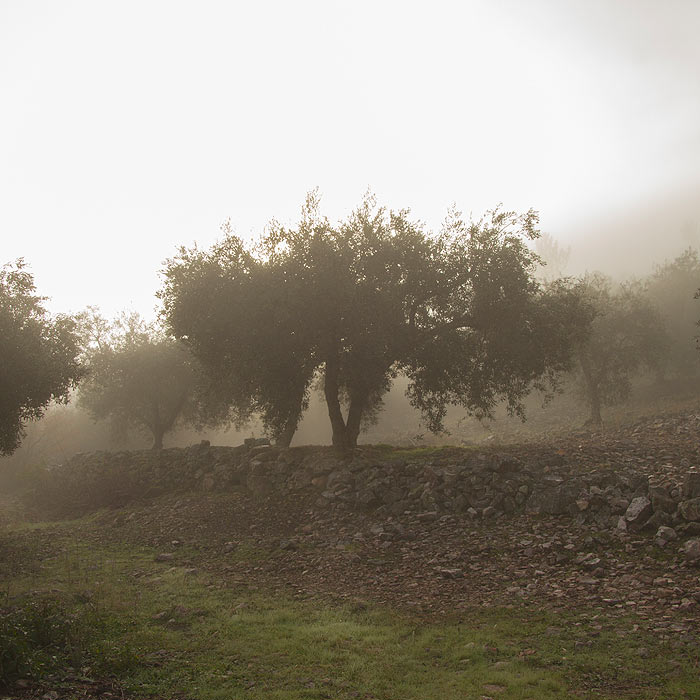 Olivar al amanecer con niebla