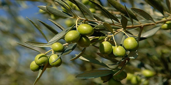aceitunas