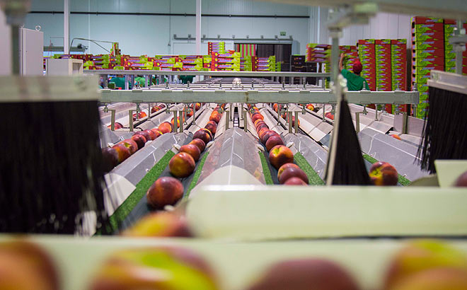 acopaex-agroindustria