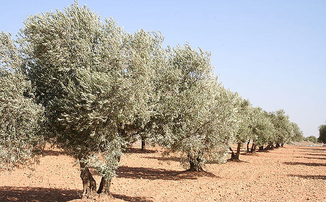 olivar