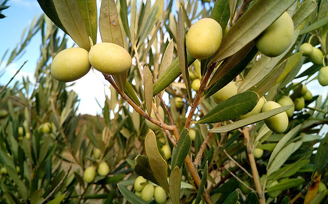aceituna-de-mesa